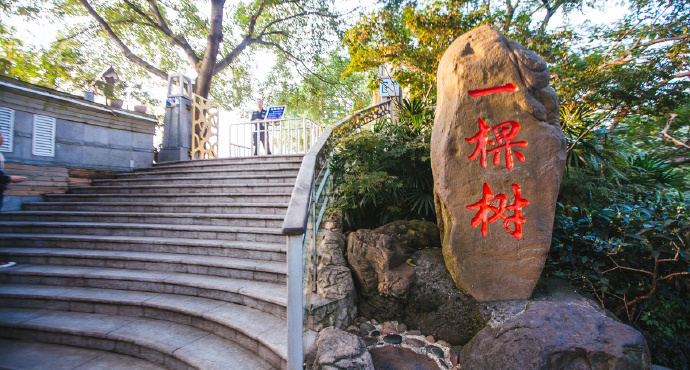 南山一棵树景区